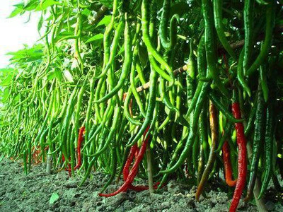 Xesas Green Chilli F1 Jwala Seed(100 per packet)