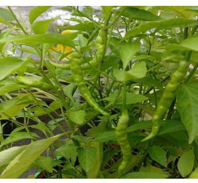 XOLDA Green Chilli F1 Jwala Seed(33 per packet)