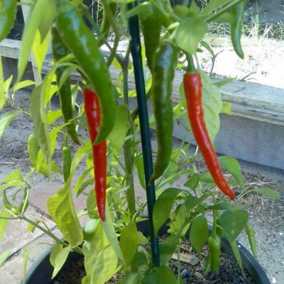 XOLDA Green Chilli F1 Jwala Seed(15 per packet)