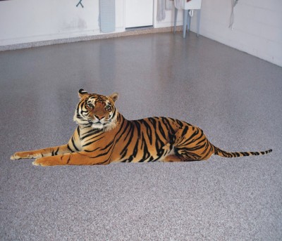 Varadvinayak 90 cm tiger sitting on the floor , Medium Self Adhesive floor Stickers Self Adhesive Sticker(Pack of 1)