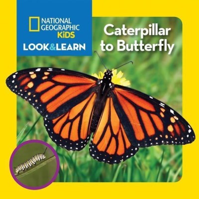 National Geographic Kids Look and Learn: Caterpillar to Butterfly(English, Board book, National Geographic Kids)