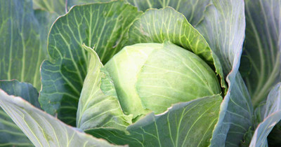ginnienterpris Cabbage F1 Seed(170 per packet)