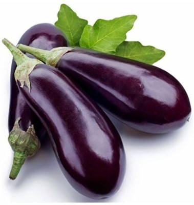 modernseed Brinjal Purple Long Seed(38 per packet)