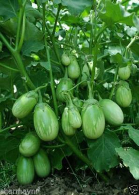 Seedshub Green Brinjal seeds Seed(40 per packet)