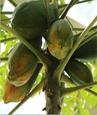 SONIRO PAPAYA Seed(70 per packet)