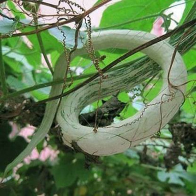 Seedshub Snakeguard seeds Seed(20 per packet)