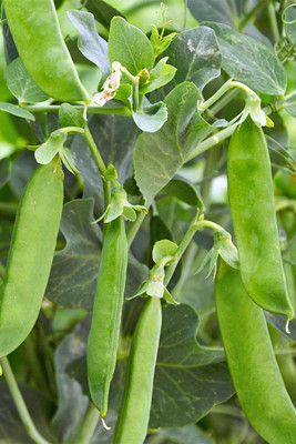 Paudha Green Peas Imported Seed(11 per packet)