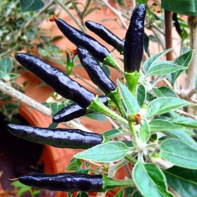 Seedshub Black Cobra Pepper Chilli seeds, Black Pepper seeds Seed(50 per packet)