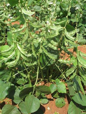 Seedshub Simphali seeds Seed(10 per packet)