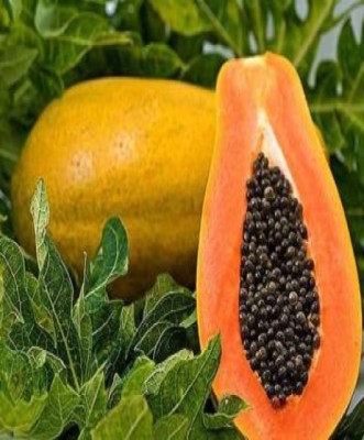 FRESHO PAPAYA Seed(200 per packet)