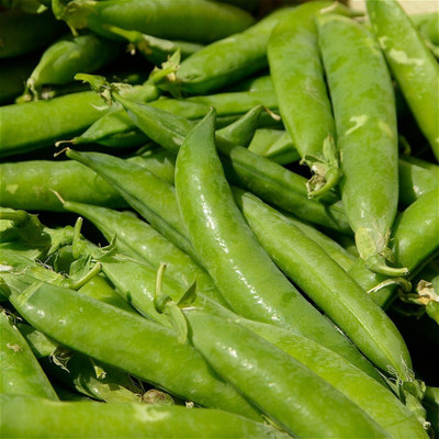 Paudha Green Peas Imported Seed(11 per packet)