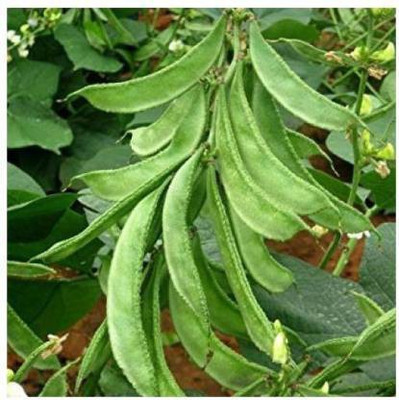 Seedshub Simphali seeds Seed(25 per packet)