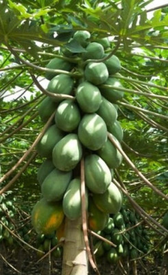 FRESHO PAPAYA Seed(200 per packet)