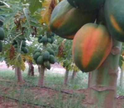 FRESHO PAPAYA Seed(200 per packet)