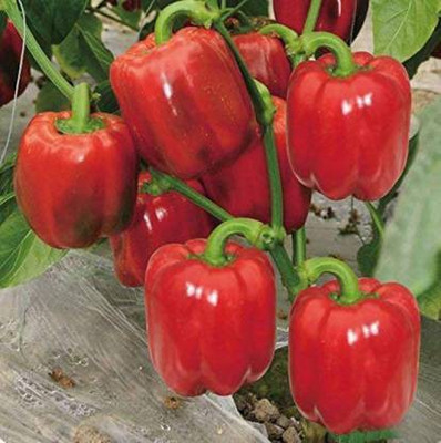 Seedshub Red Capsicum seeds Seed(50 per packet)