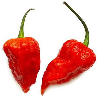 Seedshub Red Pepper seeds Seed(40 per packet)