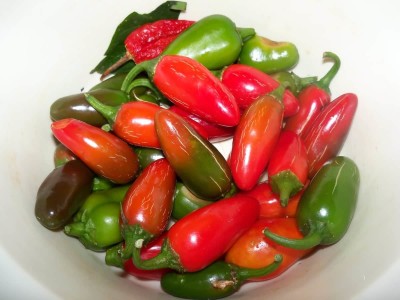 Paudha Jalapeno Seed(51 per packet)