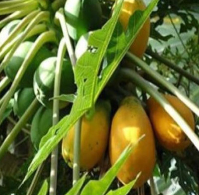 TANMAY FUN ZONE PAPAYA Seed(200 per packet)
