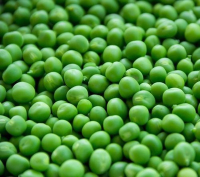 Paudha Green Peas Imported Seed(36 per packet)