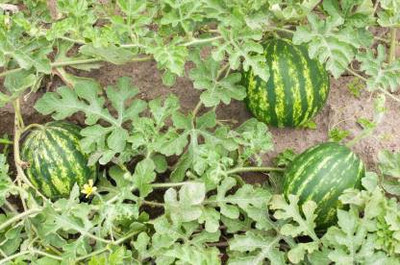 Seedshub WATERMELON SEEDS Seed(15 per packet)