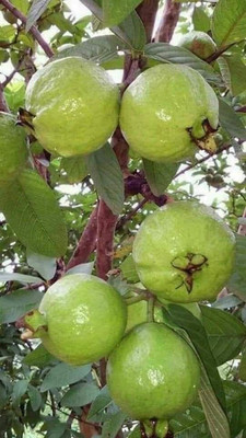 Jasoos GUAVA HYBRID SEEDS Seed(20 per packet)
