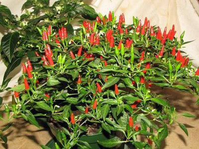 Seedshub Bird eye chilli seeds Seed(20 per packet)