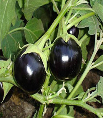 Paudha Brinjal Chu Chu Seed(48 per packet)