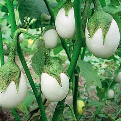 Seedshub Brinjal Round White seeds Seed(50 per packet)