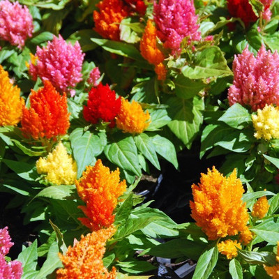 XOLDA Celosia Mixed Seed(45 per packet)