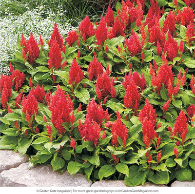 Paudha Celosia Red Seed(41 per packet)