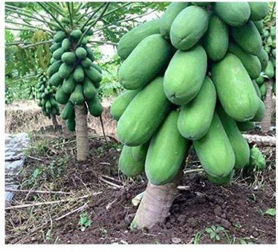 Greenry Papaya Seed(25 per packet)