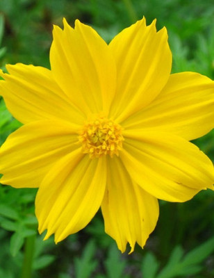 Jevik Cosmos Yellow Seed(13 per packet)