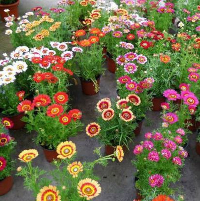 Qausain Chrysanthemum Seed(25 per packet)