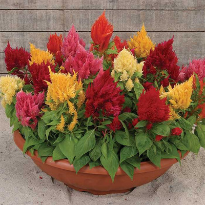 Airex CELOSIA MIXED FLOWER SEED FOR EATABLE WITH ORGANIC (AVG 40-50 ++) SEED X 1 PACKET Seed(50 per packet)