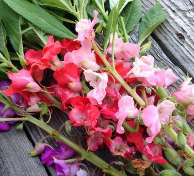 XOLDA Balsam Mixed Seed(33 per packet)