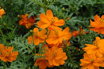 Paudha Cosmos Orange Seed(11 per packet)