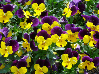 Arlo Pancy Yellow/Purple Seed(335 per packet)