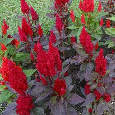 Paudha Celosia Red Seed(51 per packet)