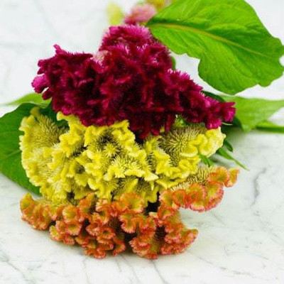 Paudha Cockscomb Seed(31 per packet)