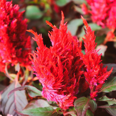 ME Traders Celosia Red Seed(23 per packet)