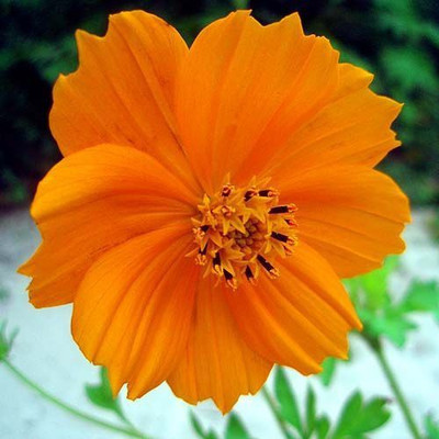 Paudha Cosmos Orange Seed(11 per packet)