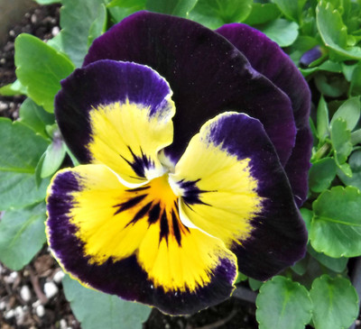 XOLDA Pancy Yellow/Purple Seed(53 per packet)