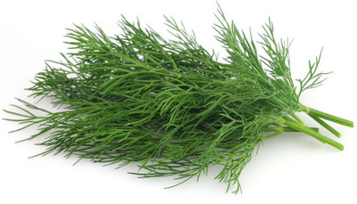 CRGO Dill® Seeds-XLA-18 Seed(90 per packet)