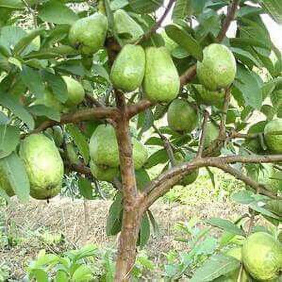Jasoos GUAVA Seed(20 per packet)
