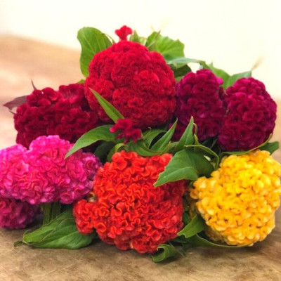 Paudha Cockscomb Seed(16 per packet)