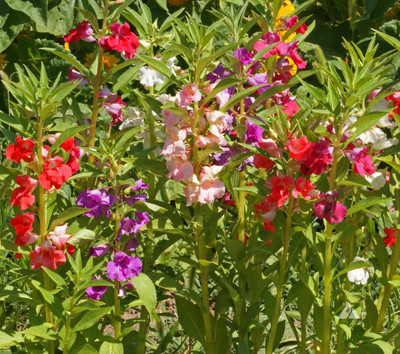 XOLDA Balsam Mixed Seed(50 per packet)