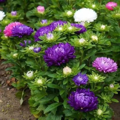 Seedshub Chrysanthemum Flower seeds Seed(40 per packet)