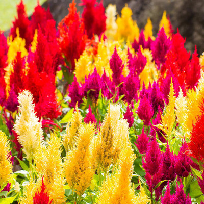 Paudha Celosia Mixed Seed(20 per packet)