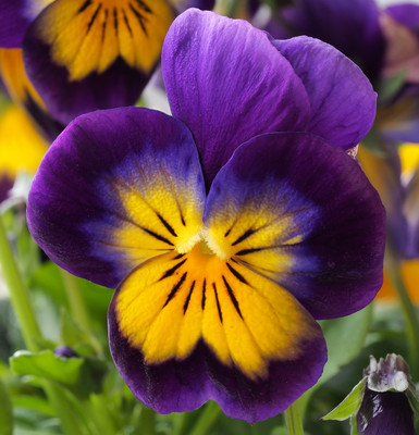 ginnienterpris Pancy Yellow/Purple Seed(240 per packet)