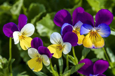 XOLDA Pancy Yellow/Purple Seed(45 per packet)